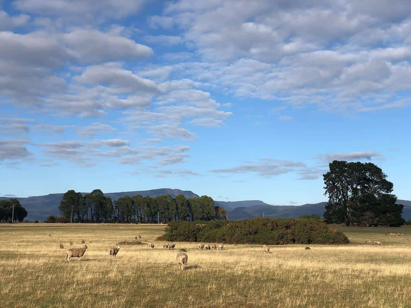 Farmland near Bishopsbourne in northern Tasmania