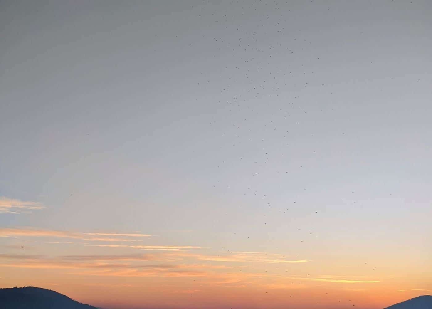 The Huon Valley at dusk