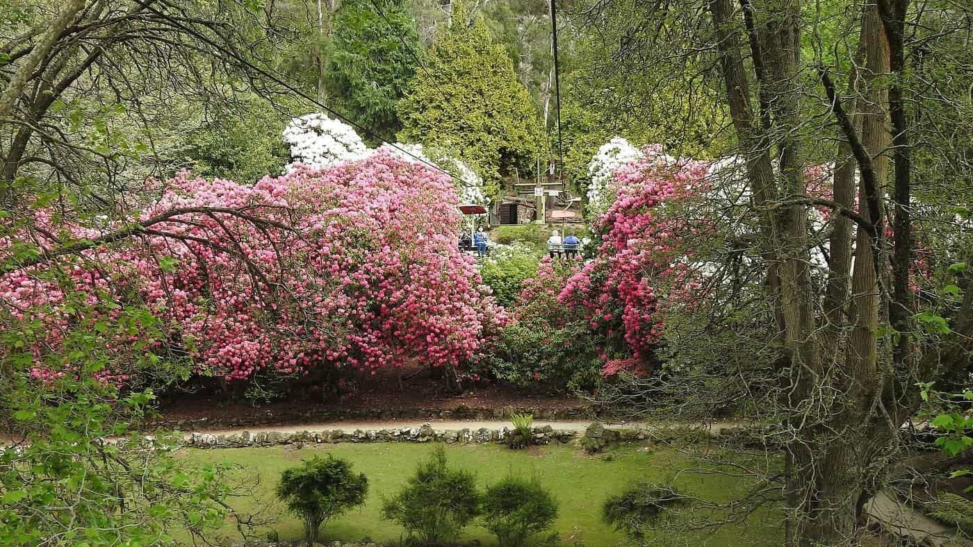 Cataract Gorge, Launceston, in spring