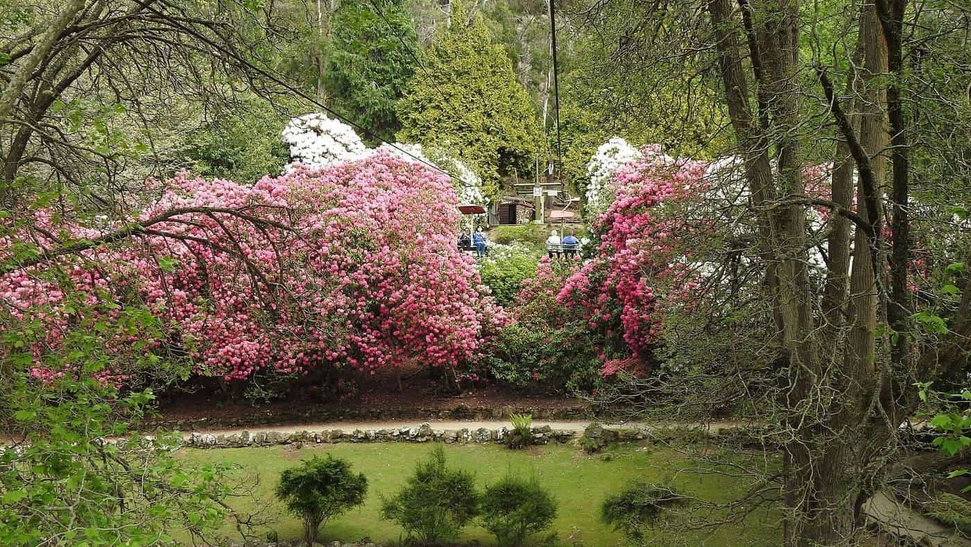 Cataract Gorge, Launceston, in spring